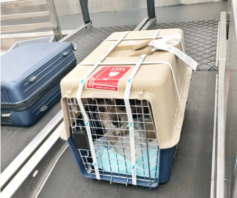 大理宠物托运 宠物托运公司 机场宠物托运 宠物空运